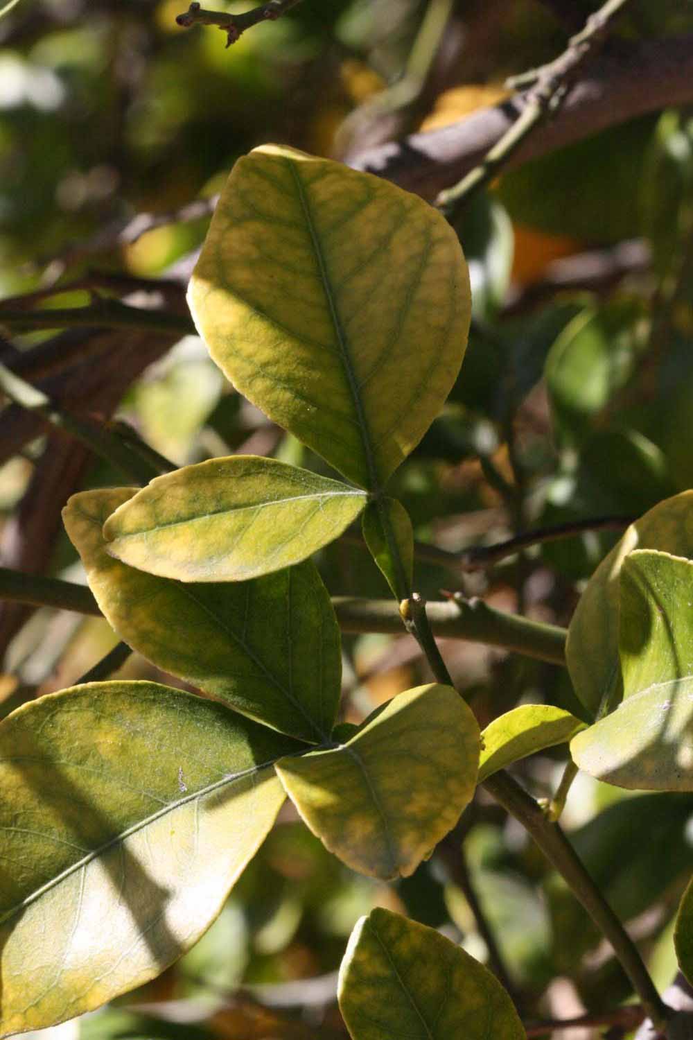             Shade leaves (Riverside, CA)       